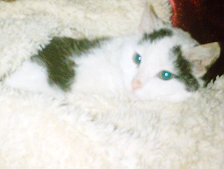 Cat called Freckle